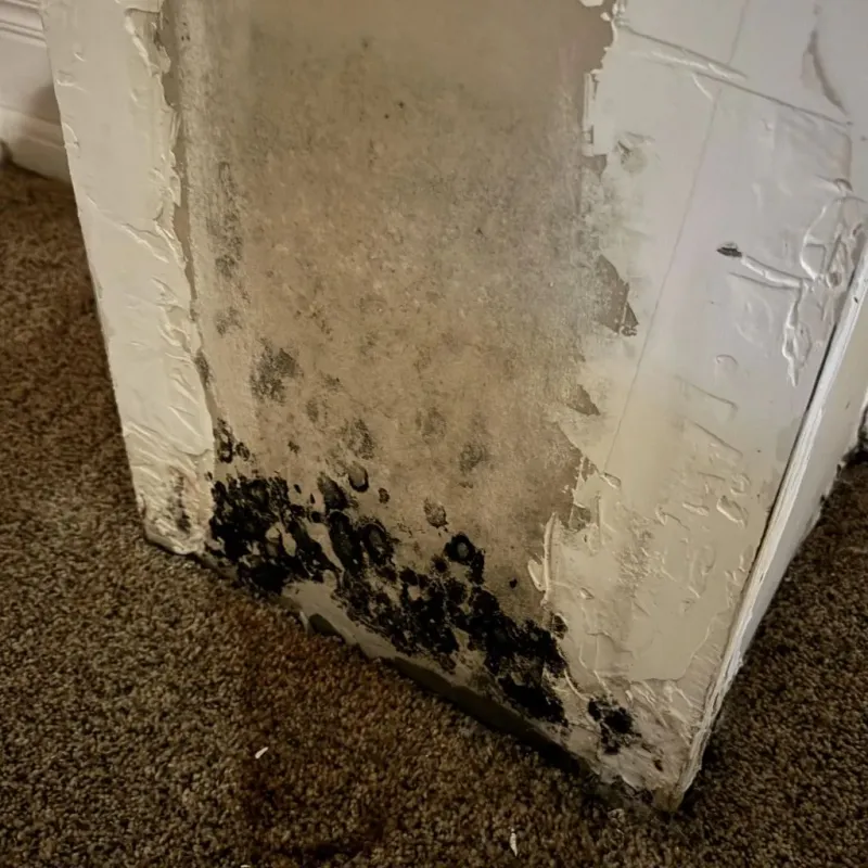 Professional Mold Removal in Hudson, NC